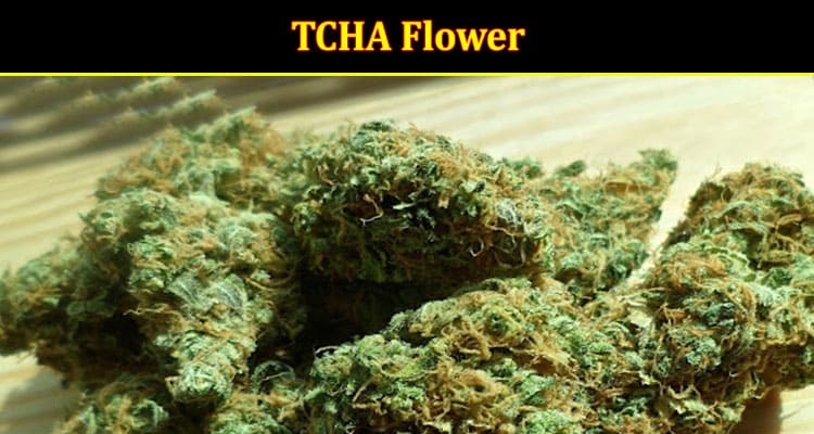 TCHA Flower Everything You Need To Know About It!